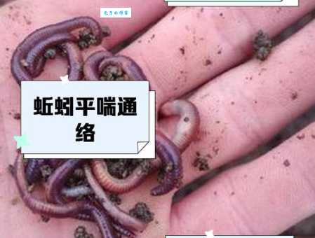 蚯蚓都住在哪里?详解蚯蚓的理想生活环境