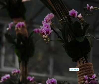 植物界的唯一动词：它是如何维持植物生命的？