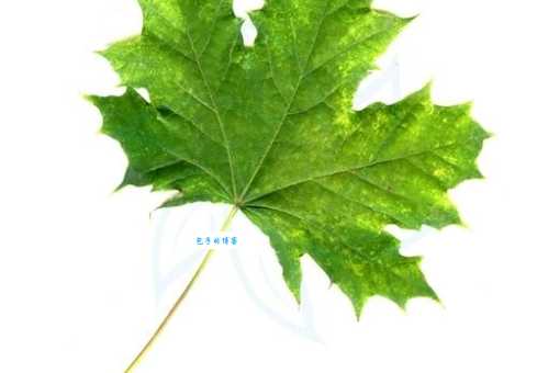 植物界的唯一动词：它是如何维持植物生命的？