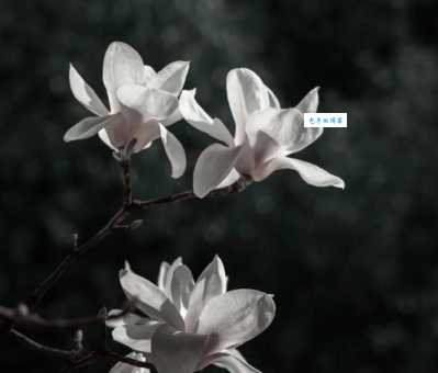 上海市花是哪种花？白玉兰象征着什么精神？