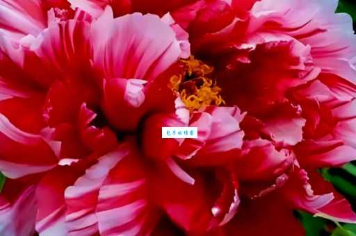 中国的国花到底是什么?多年争论未果的真相