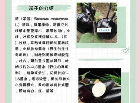 茄子的另外一个名字叫什么？揭秘茄子不为人知的称呼