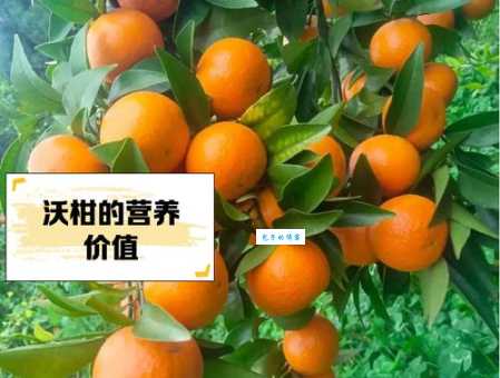 几月份才能吃到香甜的沃柑？沃柑成熟上市时间揭秘