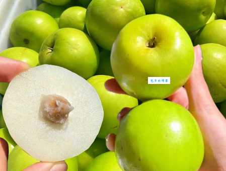 苹果枣是什么水果这种小众水果营养居然这么高