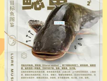 鲶鱼吃什么天然饵料既省钱又营养