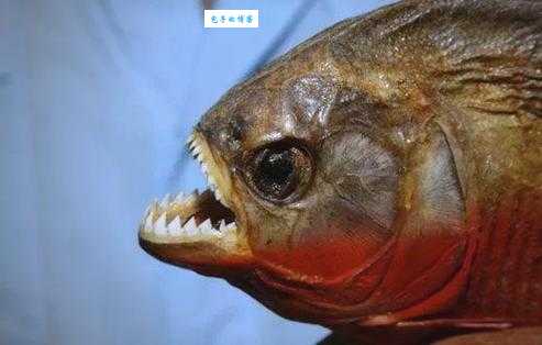 揭秘十大凶猛淡水鱼 第一名连鳄鱼都敢咬