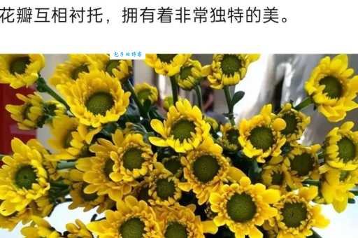 皱菊的花语是什么 一分钟了解皱菊的独特寓意