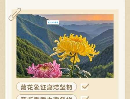 皱菊的花语是什么 一分钟了解皱菊的独特寓意