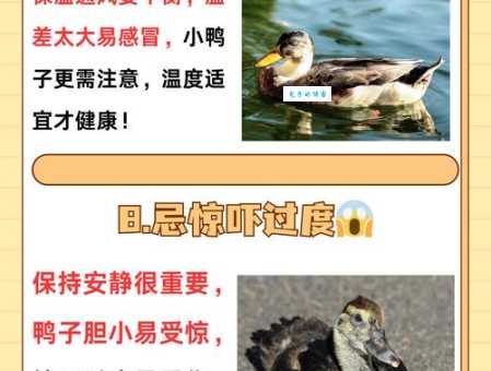 煮熟的鸭子飞了什么意思 这句俗语的由来和用法
