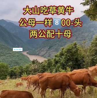 黄牛是什么意思 为什么大家都讨厌黄牛