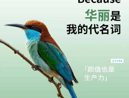 老鸟是什么意思 职场中老鸟这个词代表什么