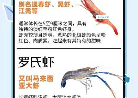 大虾是什么意思 为什么有人被称为大虾你知道吗
