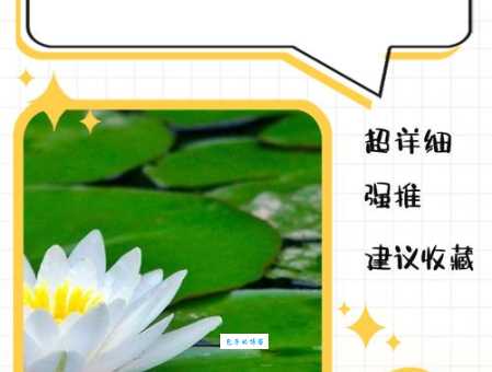 白莲花是什么意思 如何正确理解这个网络热词