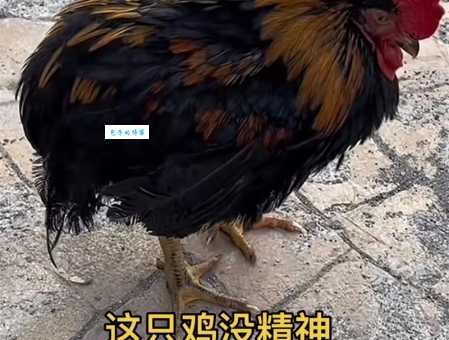 弱鸡是什么意思 弱鸡这个词是怎么流行起来的