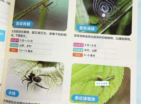 网络蜘蛛的工作原理是什么?看完这篇文章你就彻底懂了!