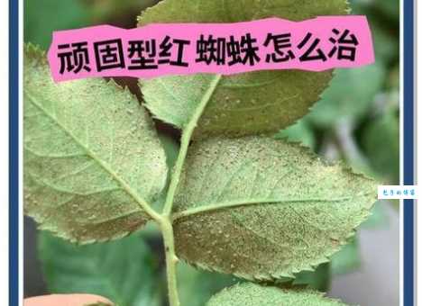 网络蜘蛛的工作原理是什么?看完这篇文章你就彻底懂了!